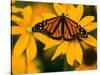 Monarch Butterfly on Yellow Flower-Darrell Gulin-Stretched Canvas