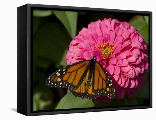 Monarch Butterfly on Zinnia-Lynn M^ Stone-Framed Stretched Canvas