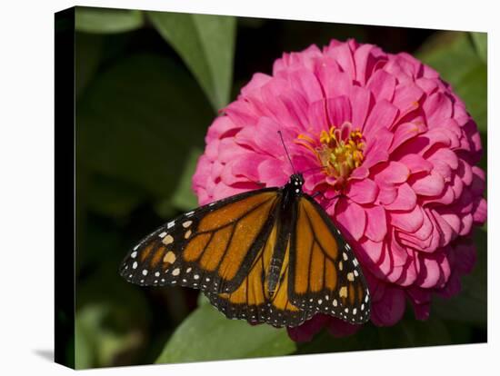 Monarch Butterfly on Zinnia-Lynn M^ Stone-Stretched Canvas