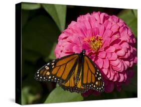 Monarch Butterfly on Zinnia-Lynn M^ Stone-Stretched Canvas