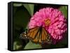 Monarch Butterfly on Zinnia-Lynn M^ Stone-Framed Stretched Canvas