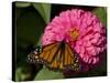 Monarch Butterfly on Zinnia-Lynn M^ Stone-Stretched Canvas