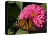 Monarch Butterfly on Zinnia-Lynn M^ Stone-Stretched Canvas