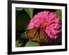 Monarch Butterfly on Zinnia-Lynn M^ Stone-Framed Photographic Print