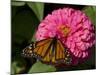 Monarch Butterfly on Zinnia-Lynn M^ Stone-Mounted Photographic Print