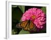Monarch Butterfly on Zinnia-Lynn M^ Stone-Framed Photographic Print