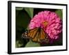 Monarch Butterfly on Zinnia-Lynn M^ Stone-Framed Photographic Print