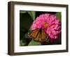 Monarch Butterfly on Zinnia-Lynn M^ Stone-Framed Photographic Print