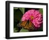 Monarch Butterfly on Zinnia-Lynn M^ Stone-Framed Photographic Print