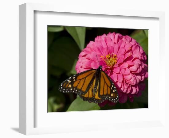 Monarch Butterfly on Zinnia-Lynn M^ Stone-Framed Photographic Print