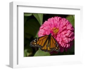 Monarch Butterfly on Zinnia-Lynn M^ Stone-Framed Photographic Print