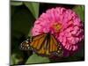 Monarch Butterfly on Zinnia-Lynn M^ Stone-Mounted Photographic Print