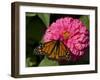 Monarch Butterfly on Zinnia-Lynn M^ Stone-Framed Photographic Print