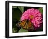 Monarch Butterfly on Zinnia-Lynn M^ Stone-Framed Photographic Print