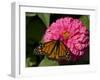 Monarch Butterfly on Zinnia-Lynn M^ Stone-Framed Photographic Print