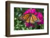 Monarch butterfly, pink Dianthus, garden, USA-Jim Engelbrecht-Framed Premium Photographic Print