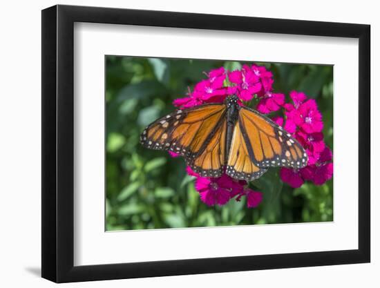 Monarch butterfly, pink Dianthus, garden, USA-Jim Engelbrecht-Framed Premium Photographic Print