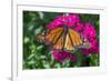 Monarch butterfly, pink Dianthus, garden, USA-Jim Engelbrecht-Framed Photographic Print