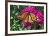 Monarch butterfly, pink Dianthus, garden, USA-Jim Engelbrecht-Framed Photographic Print