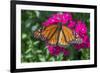 Monarch butterfly, pink Dianthus, garden, USA-Jim Engelbrecht-Framed Photographic Print