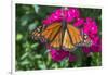 Monarch butterfly, pink Dianthus, garden, USA-Jim Engelbrecht-Framed Photographic Print