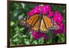 Monarch butterfly, pink Dianthus, garden, USA-Jim Engelbrecht-Framed Photographic Print