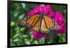 Monarch butterfly, pink Dianthus, garden, USA-Jim Engelbrecht-Framed Photographic Print
