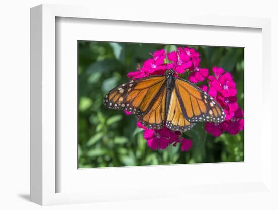 Monarch butterfly, pink Dianthus, garden, USA-Jim Engelbrecht-Framed Photographic Print