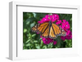 Monarch butterfly, pink Dianthus, garden, USA-Jim Engelbrecht-Framed Photographic Print