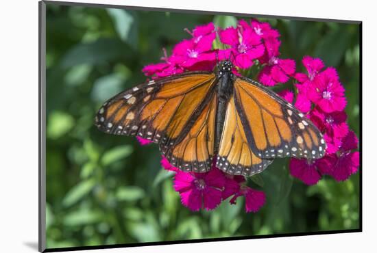 Monarch butterfly, pink Dianthus, garden, USA-Jim Engelbrecht-Mounted Photographic Print
