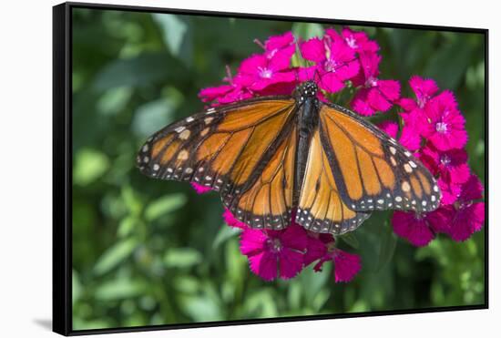Monarch butterfly, pink Dianthus, garden, USA-Jim Engelbrecht-Framed Stretched Canvas