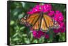 Monarch butterfly, pink Dianthus, garden, USA-Jim Engelbrecht-Framed Stretched Canvas