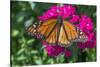 Monarch butterfly, pink Dianthus, garden, USA-Jim Engelbrecht-Stretched Canvas