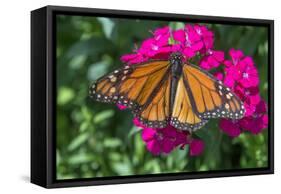 Monarch butterfly, pink Dianthus, garden, USA-Jim Engelbrecht-Framed Stretched Canvas