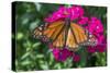 Monarch butterfly, pink Dianthus, garden, USA-Jim Engelbrecht-Stretched Canvas