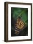 Monarch butterfly recently hatched and is unraveling its wings while resting, Florida-Maresa Pryor-Framed Photographic Print