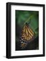 Monarch butterfly recently hatched and is unraveling its wings while resting, Florida-Maresa Pryor-Framed Photographic Print