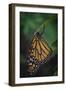 Monarch butterfly recently hatched and is unraveling its wings while resting, Florida-Maresa Pryor-Framed Photographic Print