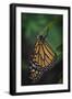 Monarch butterfly recently hatched and is unraveling its wings while resting, Florida-Maresa Pryor-Framed Photographic Print