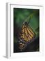 Monarch butterfly recently hatched and is unraveling its wings while resting, Florida-Maresa Pryor-Framed Photographic Print