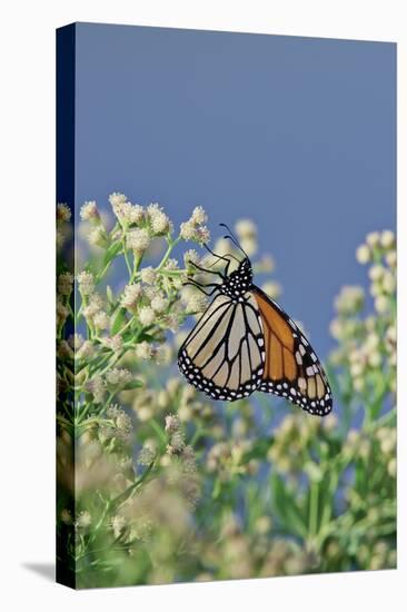 Monarch Butterfly Resting on Flower Buds-Gary Carter-Stretched Canvas