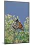 Monarch Butterfly Resting on Flower Buds-Gary Carter-Mounted Photographic Print