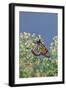 Monarch Butterfly Resting on Flower Buds-Gary Carter-Framed Photographic Print