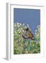 Monarch Butterfly Resting on Flower Buds-Gary Carter-Framed Photographic Print