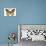 Monarch Butterfly - Specimen  - Lantern Press Artwork-Lantern Press-Art Print displayed on a wall