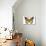 Monarch Butterfly - Specimen  - Lantern Press Artwork-Lantern Press-Art Print displayed on a wall