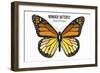Monarch Butterfly - Specimen  - Lantern Press Artwork-Lantern Press-Framed Art Print