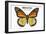Monarch Butterfly - Specimen  - Lantern Press Artwork-Lantern Press-Framed Art Print