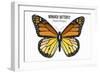 Monarch Butterfly - Specimen  - Lantern Press Artwork-Lantern Press-Framed Art Print