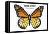 Monarch Butterfly - Specimen  - Lantern Press Artwork-Lantern Press-Framed Stretched Canvas